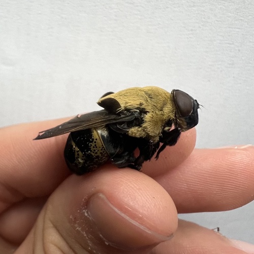 Unknown species found near Ave Maria, FL, US