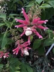 Salvia wagneriana