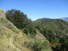 Nothofagus cliffortioides