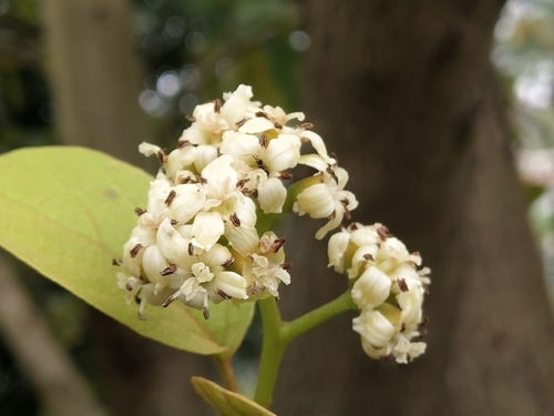 Cordia dichotoma