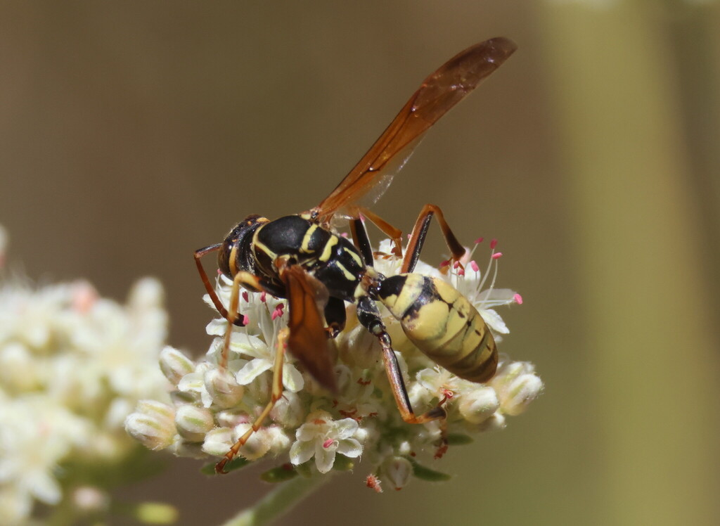The Ranch Wasp Golden Paper Wasp from Roberts Ranch Trail on June 25, 2025 at 02:09 PM ...