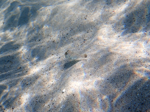 Naked puffer (Sphoeroides lispus) — Tetraodontidae