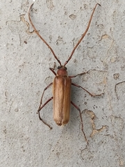 Ochrocydus huttoni