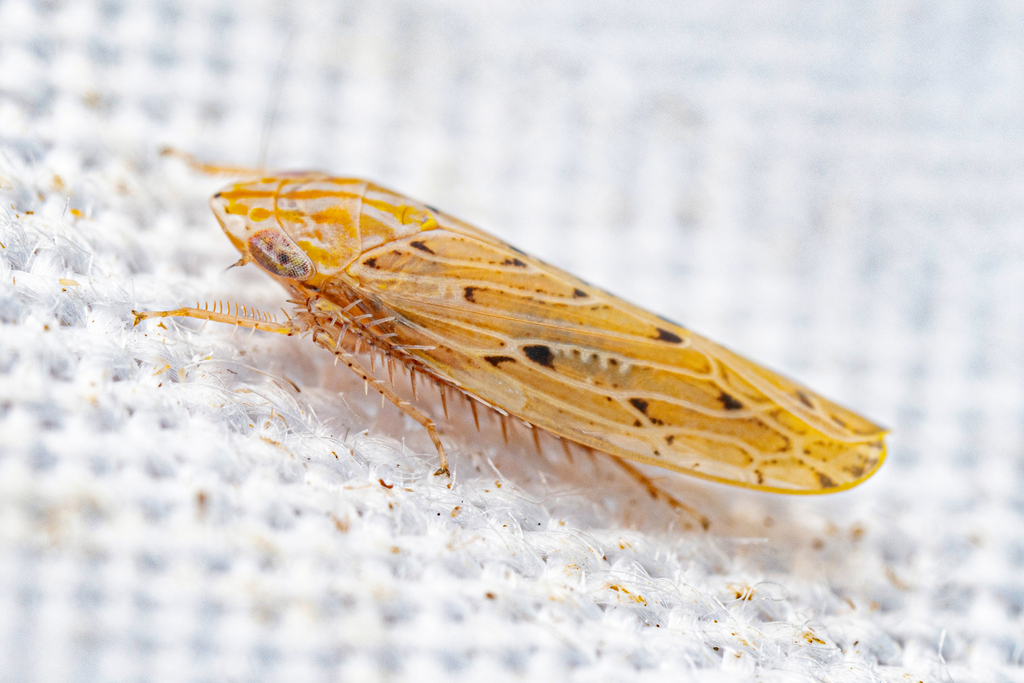 Tenucephalus