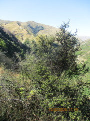 Nothofagus cliffortioides