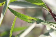 Calycomyza platyptera