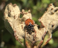 Hippodamia convergens