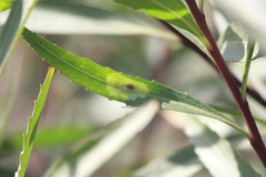 Calycomyza platyptera