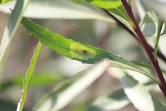 Calycomyza platyptera