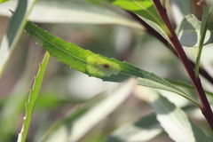 Calycomyza platyptera