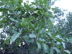 Quercus × morehus