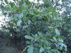 Quercus × morehus