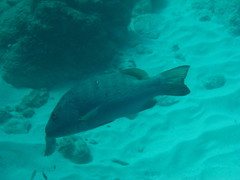 Lutjanus cyanopterus