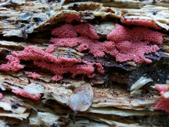 Arcyria ferruginea
