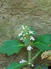 Ajuga decumbens