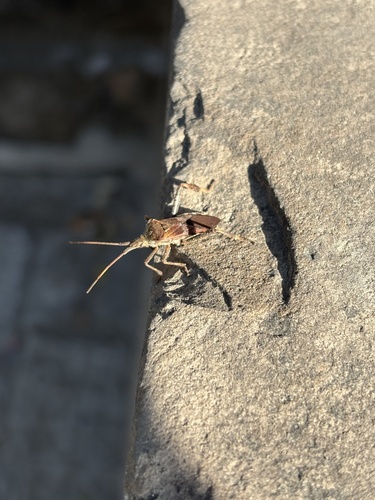 Western Conifer Seed Bug