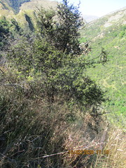 Nothofagus cliffortioides