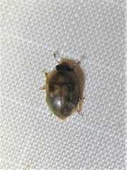 Amphicrossus ciliatus