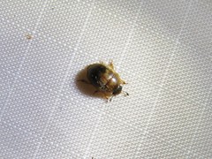 Amphicrossus ciliatus