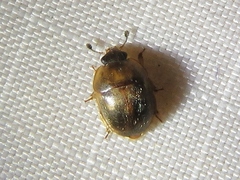 Amphicrossus ciliatus