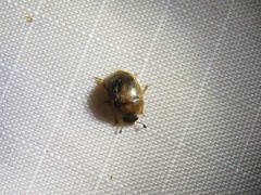 Amphicrossus ciliatus