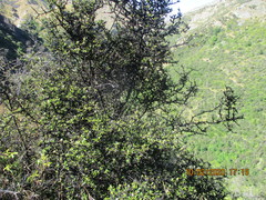 Nothofagus cliffortioides