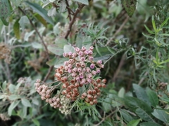 Pluchea carolinensis