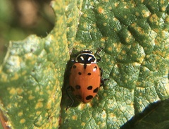 Hippodamia convergens