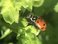 Hippodamia convergens