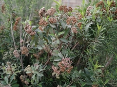 Pluchea carolinensis