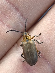 Poneridia semipullata