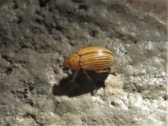 Colaspis brunnea