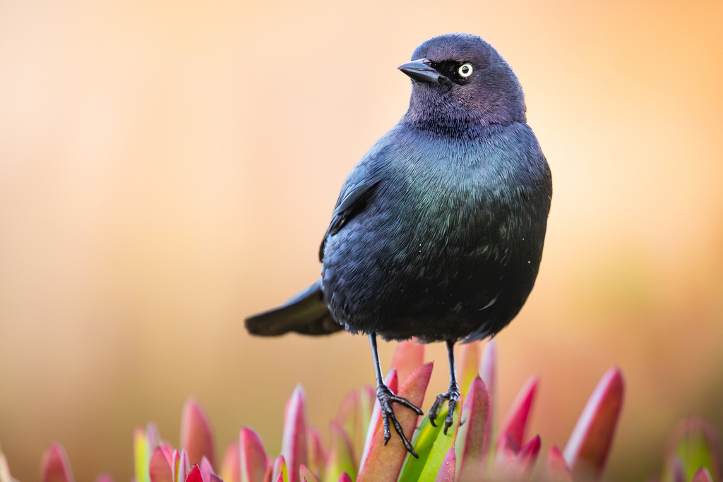 Rusty and Brewer's Blackbirds