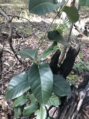 Parsonsia brisbanensis