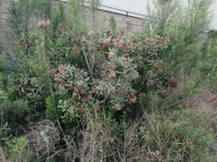 Pluchea carolinensis