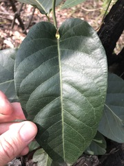 Parsonsia brisbanensis