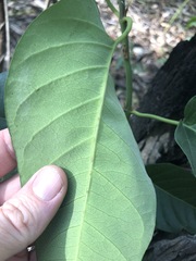 Parsonsia brisbanensis