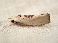 Tymbophora peltastis