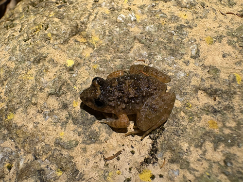 Limnonectes gyldenstolpei observed 2026-02-12