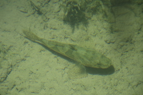 Freshwater sleeper (Odontobutis potamophila) — Odontobutidae — 5