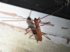 Aneflomorpha seminuda