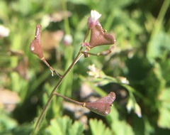 Capsella bursa-pastoris
