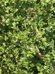 Capsella bursa-pastoris