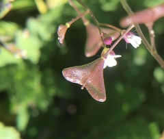Capsella bursa-pastoris
