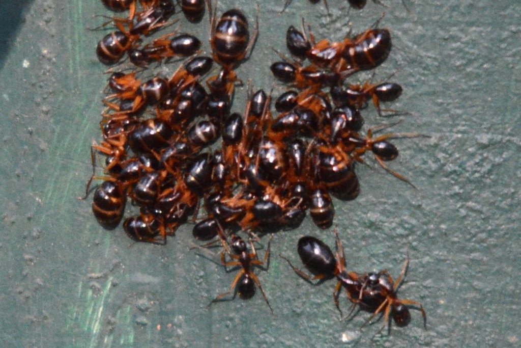Carpenter Ants, Typical Sugar Ants and Allies from Perth WA, Australia ...
