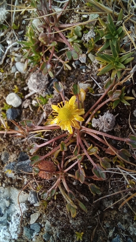 ladle-leaved buttercup (Ranunculus trullifolius)