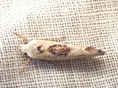 Tymbophora peltastis