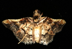 Scenedra decoratalis