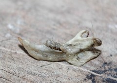 Heteromys irroratus