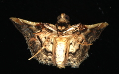 Scenedra decoratalis